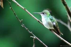 綠尾蜂鳥 綠尾蜂鳥