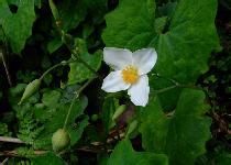 血水草根 血水草根