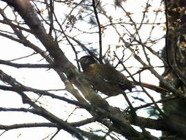 眼紋噪鶥 眼紋噪鶥