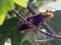 紫紅吸蜜鸚鵡