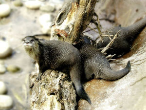 水獺海南亞種 水獺海南亞種