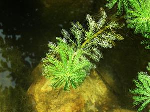 狐尾藻