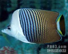 中白蝴蝶魚