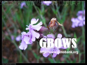 寬葉蠅子草 寬葉蠅子草