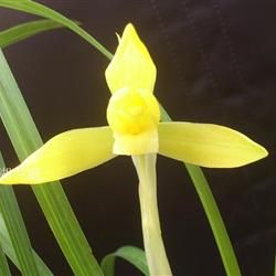 武夷黃花素 武夷黃花素