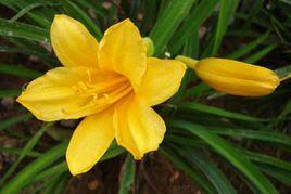 大荔黃花菜 大荔黃花菜