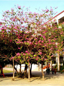 傘序羊蹄甲 傘序羊蹄甲