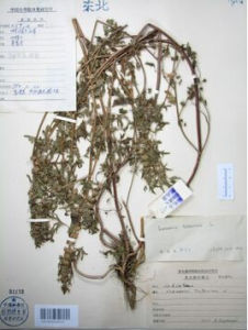 興安益母草 興安益母草