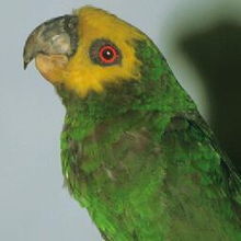 黃面鸚鵡 黃面鸚鵡