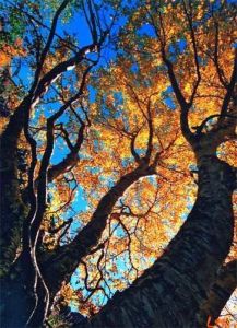 高山樺（原變種）