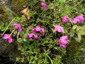 彎柱杜鵑 彎柱杜鵑