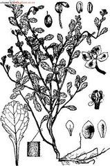 太原楔葉 太原楔葉