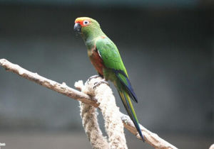 藍冠錐尾鸚鵡 藍冠錐尾鸚鵡