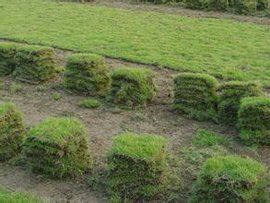 馬尼拉草皮 馬尼拉草皮