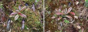 生長於苔蘚中的鉤唇豬籠草的蓮座狀植株（左）；略成年的植株，已開始沿著地面匍匐生長（右），拍攝於Katopasa山
