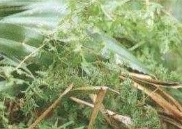 海金沙根 海金沙根