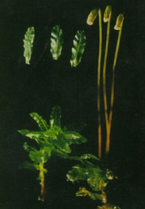 長葉提燈蘚 長葉提燈蘚