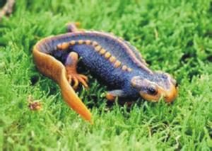 貴州疣螈 貴州疣螈