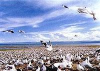 鳥島[南灣湖鳥島]