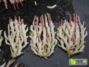 青州竹根姜 青州竹根姜