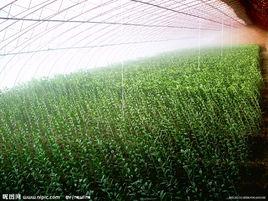 大棚花卉 大棚花卉