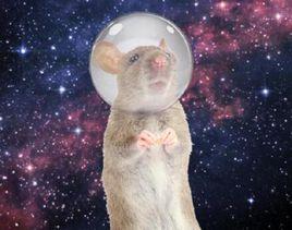 太空實驗鼠 太空實驗鼠