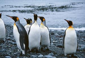 （圖）皇帝企鵝