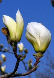 玉蘭[▪木蘭科玉蘭亞屬植物]