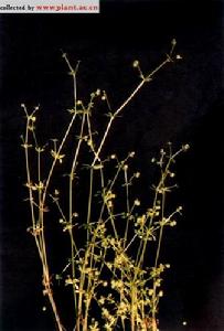 刺果拉拉藤 刺果拉拉藤