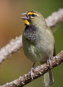 黃臉草雀 黃臉草雀