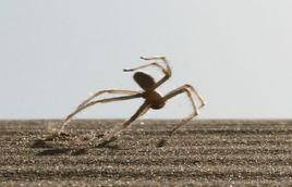 翻滾的蜘蛛 翻滾的蜘蛛