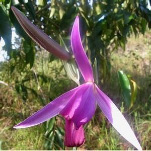 伊諾戈科雷蘭 伊諾戈科雷蘭