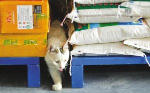 糧倉貓咪護衛隊