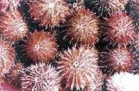 蝦夷馬糞海膽 蝦夷馬糞海膽