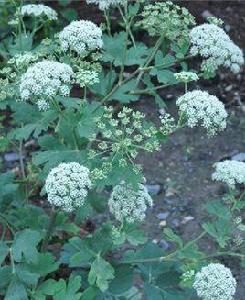 白花前胡 白花前胡