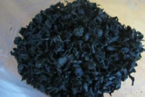 螺旋顆粒直鏈藻 螺旋顆粒直鏈藻