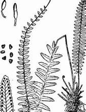 岩穴蕨屬 岩穴蕨屬