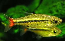 光亮眶燈魚 光亮眶燈魚