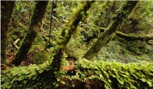 雲霧林的美麗奇觀