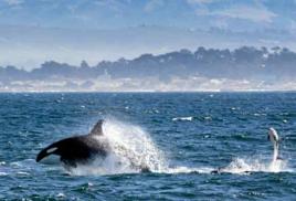 頂級掠食者 頂級掠食者