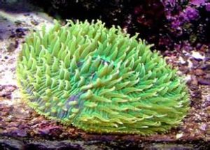 石芝珊瑚