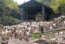 羊兒山後村 羊兒山後村