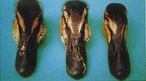 鴨傳染性竇炎 病死鴨兩側眶下竇膿腫