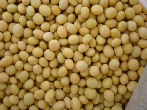 東生1號 東生1號