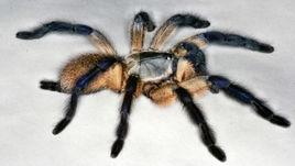 索科特拉藍巴布 索科特拉藍巴布