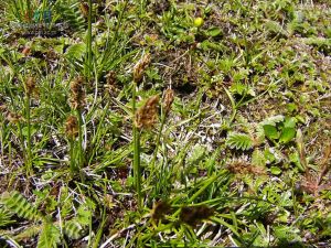 銳果薹草 銳果薹草