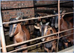 大邑麻羊 大邑麻羊