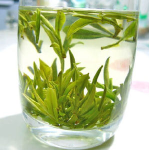 雁盪毛峰茶 雁盪毛峰茶