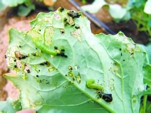 甜菜夜蛾、菜青蟲