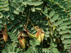 長喙棘豆 長喙棘豆